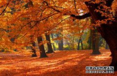 /news/cjwd/8377.html