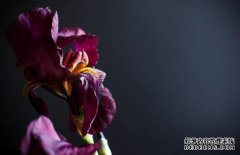 /news/cjwd/8447.html